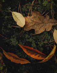 autumn leaves background