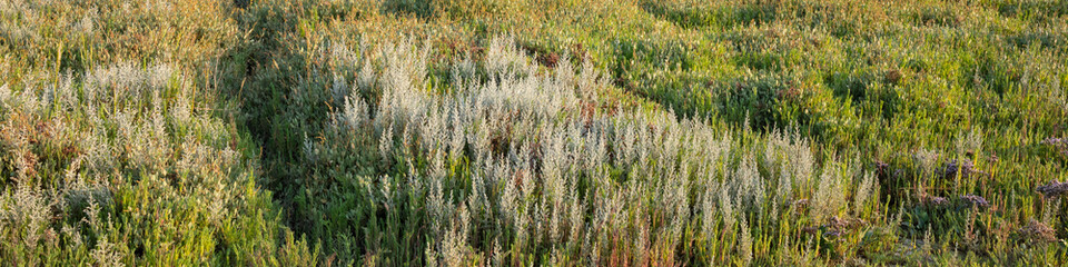 Fototapeta premium Salzwiesen im Nationalpark Wattenmeer, UNESCO-Weltnaturerbe, Borkum, Ostfriesische Insel, Ostfriesland, Niedersachsen, Deutschland