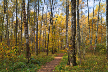 Fototapeta premium Collection of Beautiful Colorful Autumn Leaves