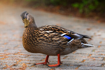 ente in pose 