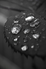 Wasser tropfen auf eine rose Blatt 