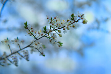 Frühlings blüte