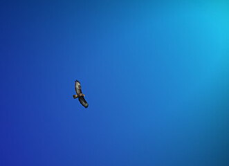 Adler beim fliegen 