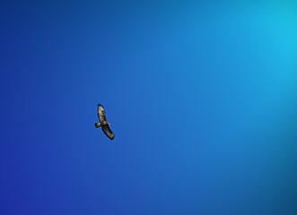 Fototapeta premium Adler beim fliegen 