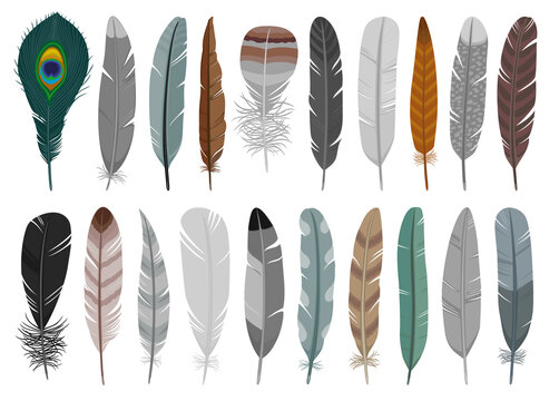 Feather of bird cartoon vector set illustration of icon.Feather pattern vector set of icon.Set illustration pen of bird on white background.