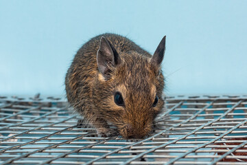 Little cute gray mouse Degu close-up. Exotic animal for domestic life. The common degu is a small hystricomorpha rodent endemic from Chile.  © nedomacki