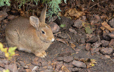 Naklejka na ściany i meble Wild hare profile.Hare sitting on the ground.