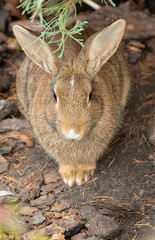 portrait of wild hare close up. The hare is sitting on ground