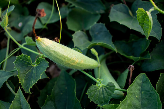 Pointed gourd is a vine plant a great vegetable