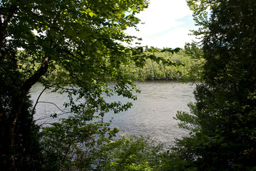 Rivière sous les arbres