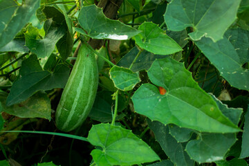 Obraz premium Trichosanthes dioica or Pointed gourd is a vine plant