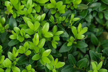 Fototapeta na wymiar green leaves background. Light leaves of boxwood on a background of dark green
