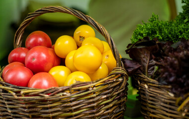 Organic red and yellow tomatoes in a basket and lettuce leaves at an eco farm fair. Market with natural vegetables. Close up
