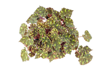 The potted Begonia rex or painted leaf begonia isolated on a white background, top view