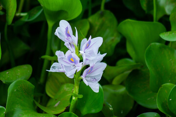 White musk flowers into the big lake in the village