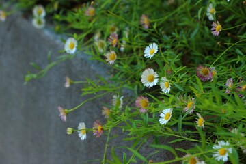 daisies