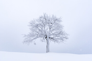 Fototapeta na wymiar Minimalistic landscape with a lonely naked snowy tree in a winter meadow. Amazing scene in cloudy and foggy weather. Christmas and winter holidays background