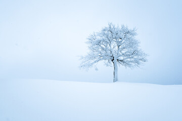 Minimalistic landscape with a lonely naked snowy tree in a winter field. Amazing scene in cloudy and foggy weather. Christmas holidays and winter vacations background