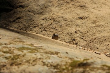 lizard