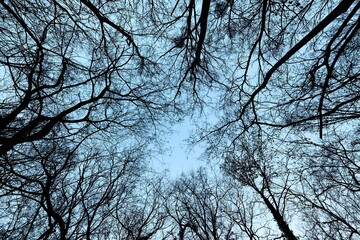 Bare trees with cloudy sky background, treetops from low angle