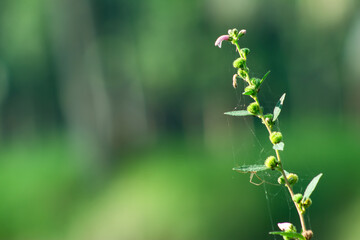 Raw green grass flower and fruits plant into the pond