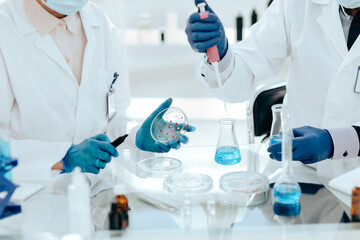 Fototapeta premium Microbiology scientists examining bacteria in a Petri dish.