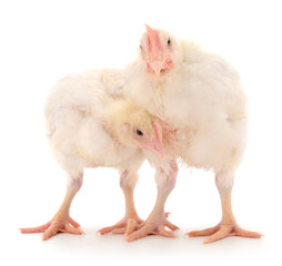 Two chicken or young broiler chickens.