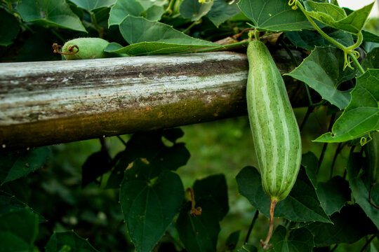 Pointed gourd vegetable and flower cultivation on the big field