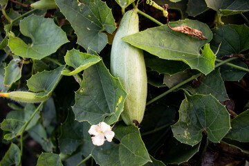 Pointed gourd vegetable and flower cultivation in the village