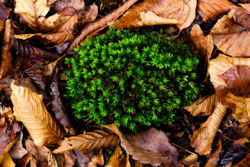 Une mousse dans les feuille d'automne en forêt