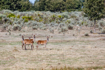 Obraz na płótnie Canvas Group of common or European deer, attentive and on the alert. Cervus elaphus. Province of Zamora, Spain.