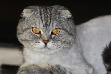 portrait of a cat