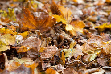 Dry yellow leaves on the ground