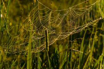 cobwebs in the morning mist. Juicy greens.