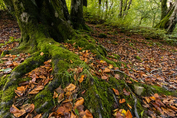 Autumn forest scene