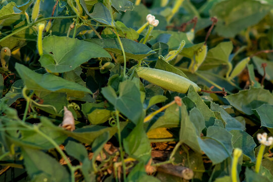 Trichosanthes dioica is a vine plant in the family Cucurbitaceae