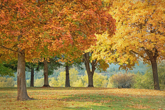 Original autumn photograph of a park with large trees with multicolored leaves forming a canopy in the fall