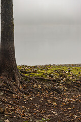 large tree roots growing down into the ground