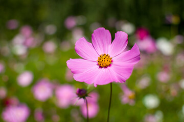 Obraz premium pink cosmos flower