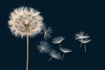 flying dandelion seeds on dark blue background