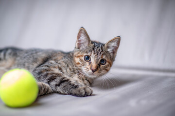 Fototapeta na wymiar A small gray kitten plays with a yellow ball.