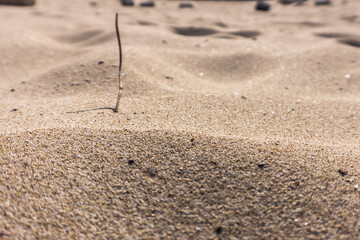 Close up of sand dunes at the beach with single grass straw