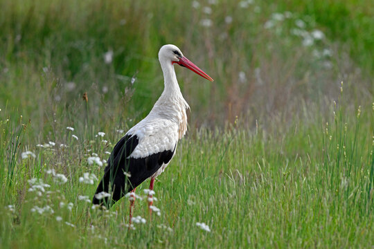 White stork // Wei&szlig;storch (Ciconia ciconia)