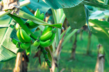 Green Banana or sobri or chapa kola that a pure vegetable