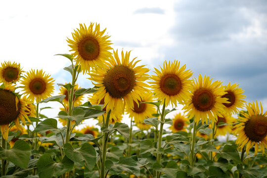 Yellow sunflowers against the blue sky. Beautiful landscape. High quality photo