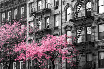 Fototapety  Kolorowe różowe drzewa kwitnące poza starymi budynkami w czerni i bieli - 3rd Avenue w Midtown Manhattan, Nowy Jork