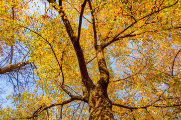 Treetops during autumn foliage on a sunny day