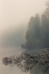 foggy forest surrounding a lake with a fallen tree
