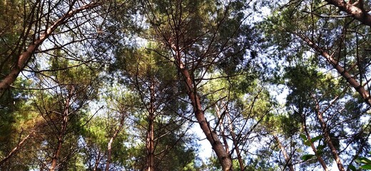 Obraz premium trees and sky