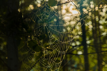 cobwebs in the morning mist. Juicy greens.